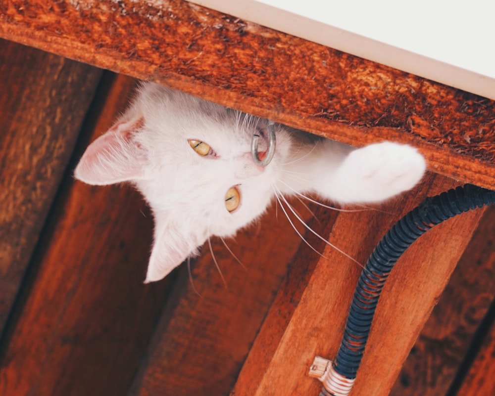 a white cat hiding under a wooden table