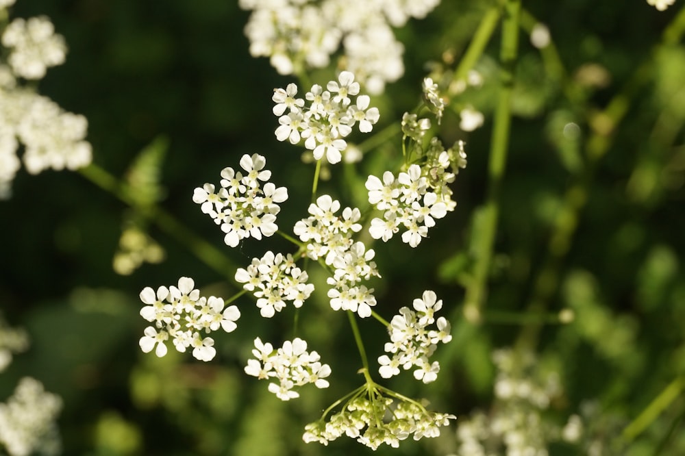 a close up of a bunch of white flowers