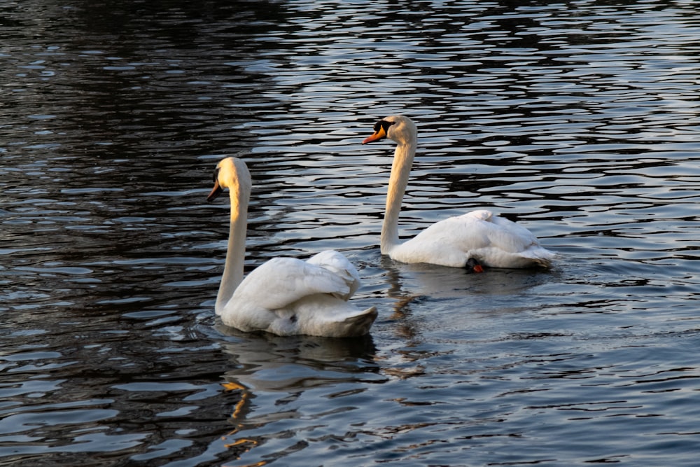 two swans are swimming in a body of water