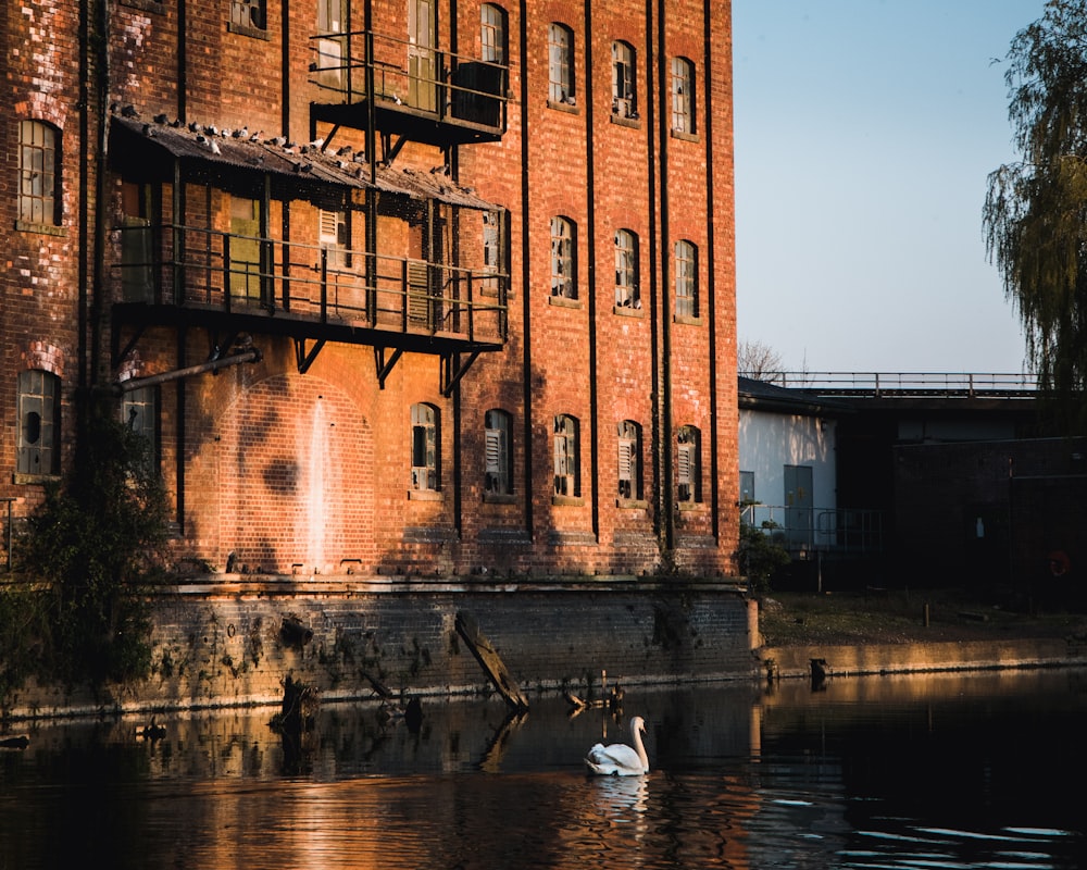 a swan swimming in a body of water near a brick building