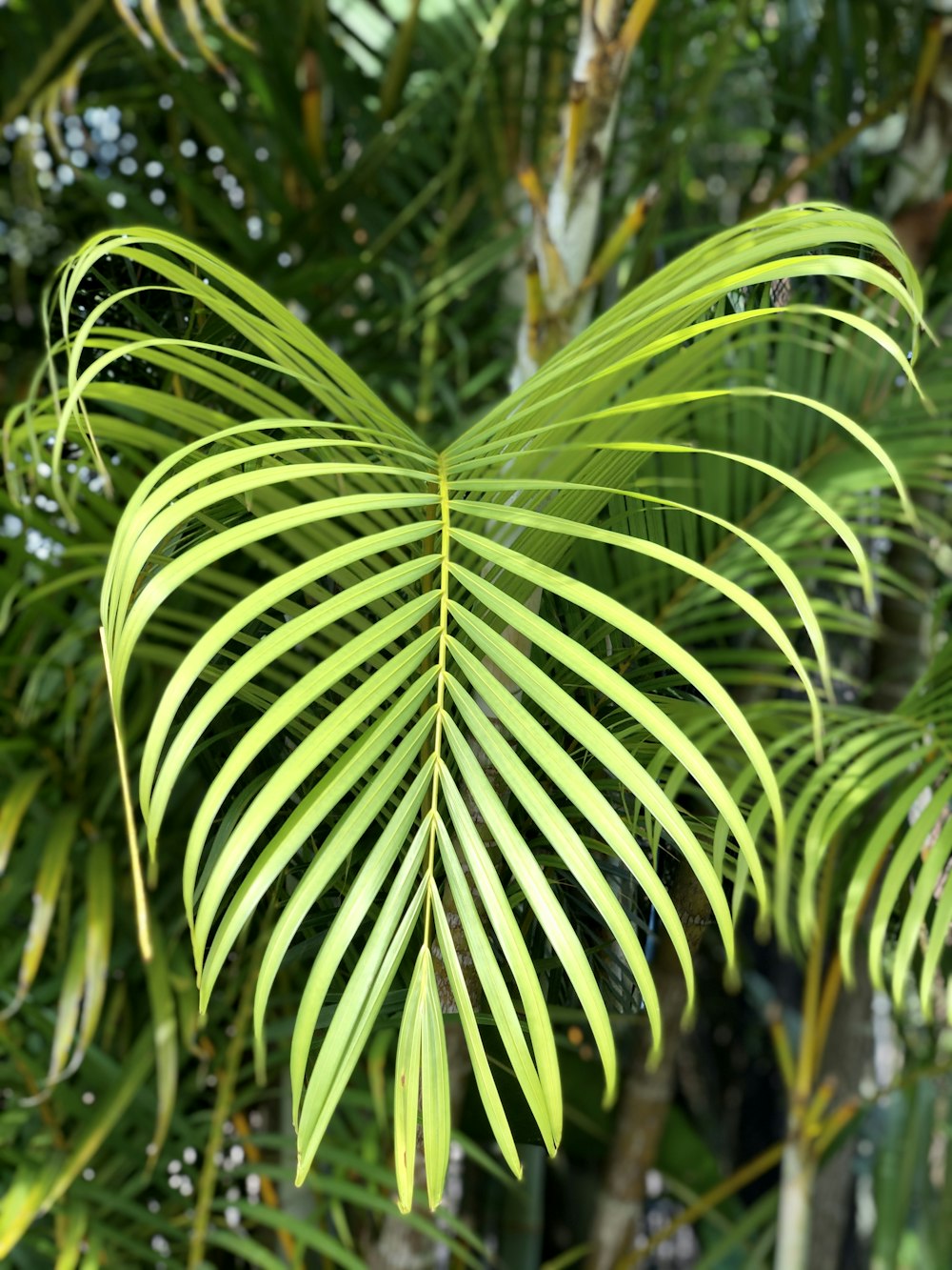 a close up of a palm tree with lots of leaves