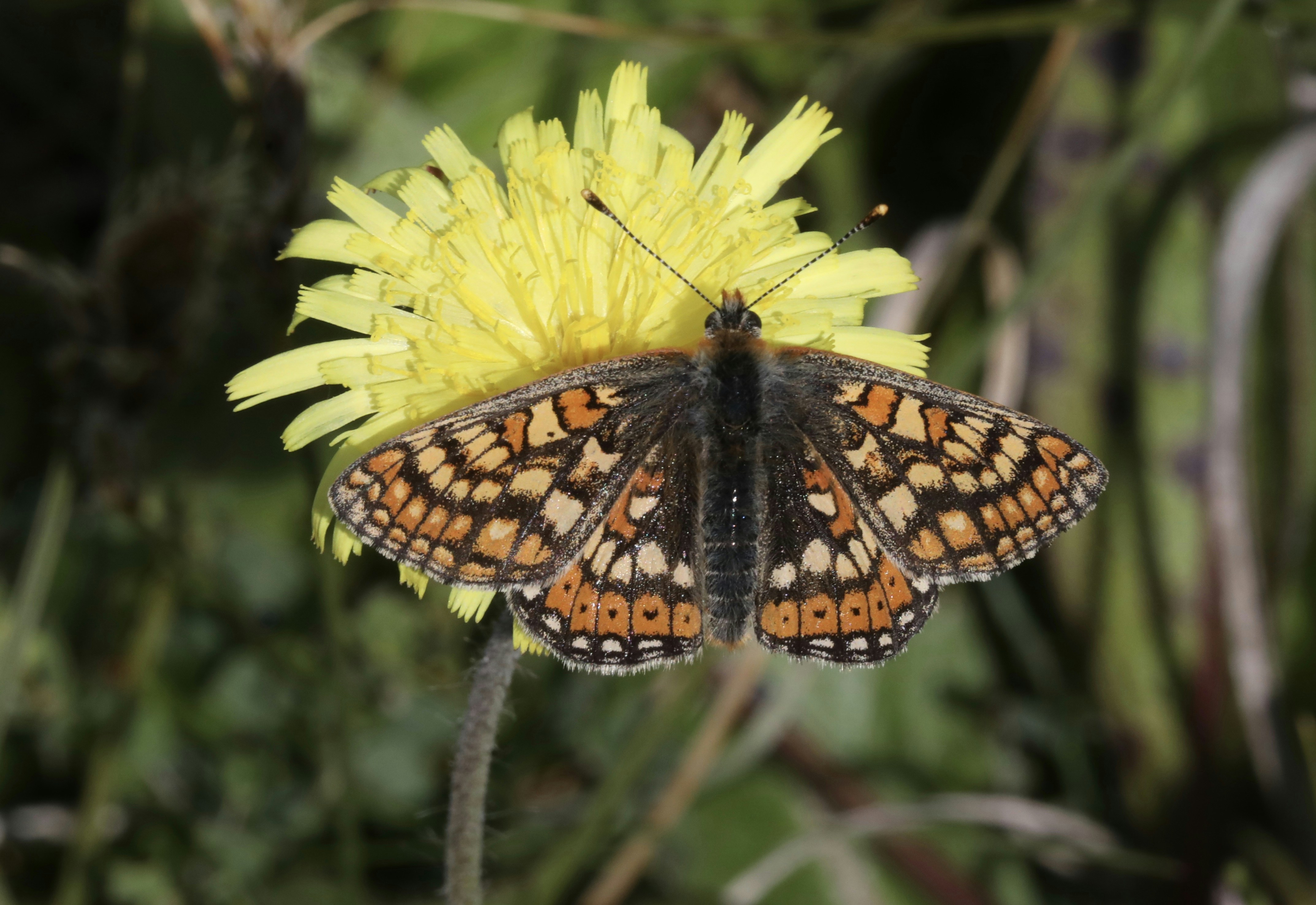 a close up of a butterfly on a yellow flower