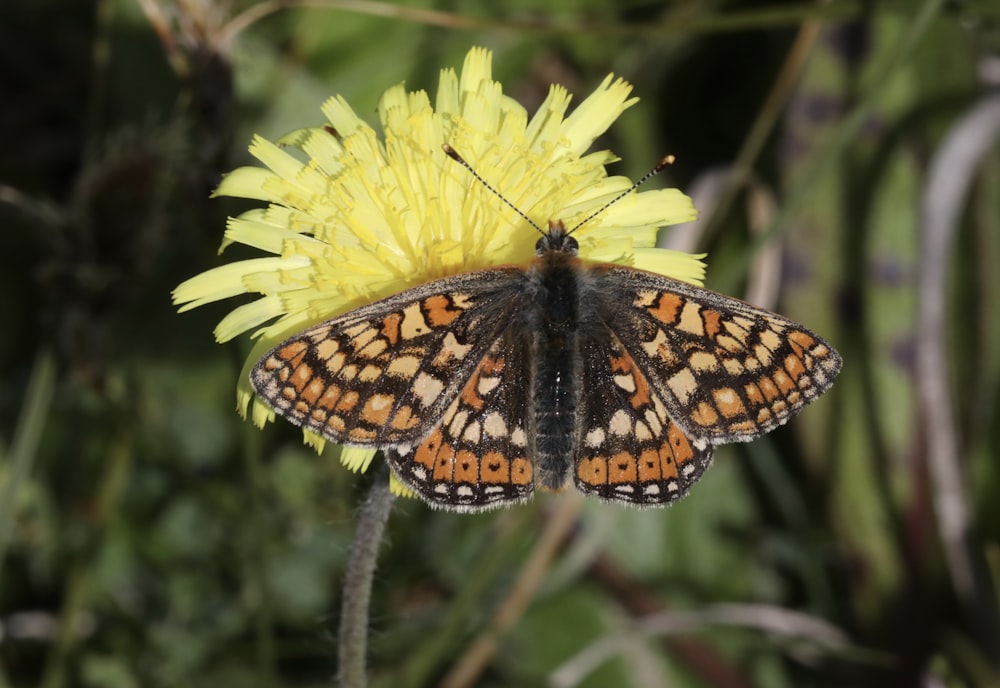 a close up of a butterfly on a yellow flower