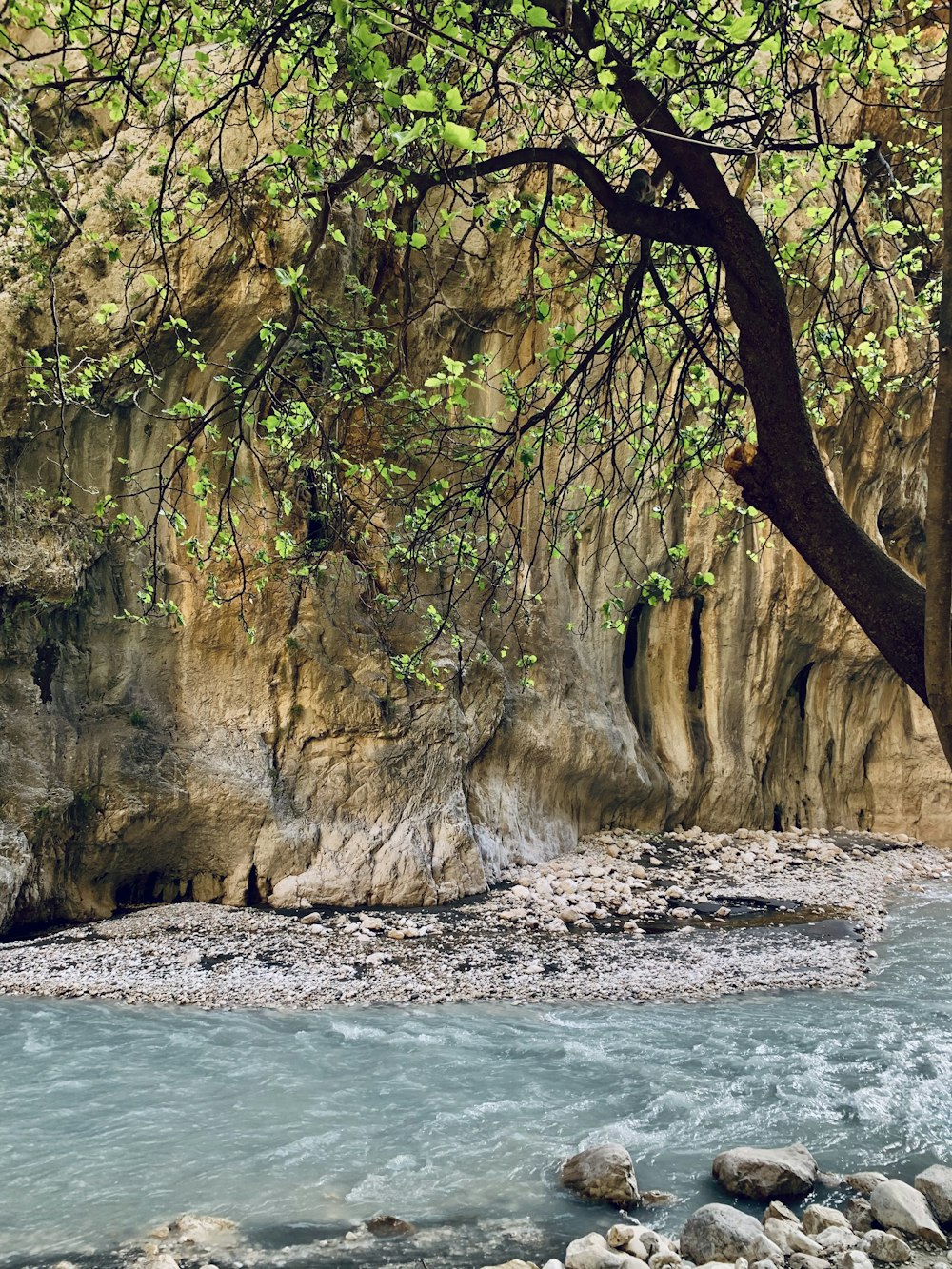 a river flowing through a lush green forest