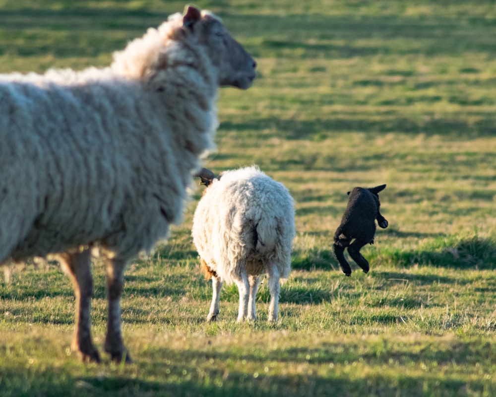 a dog chasing two sheep in a field