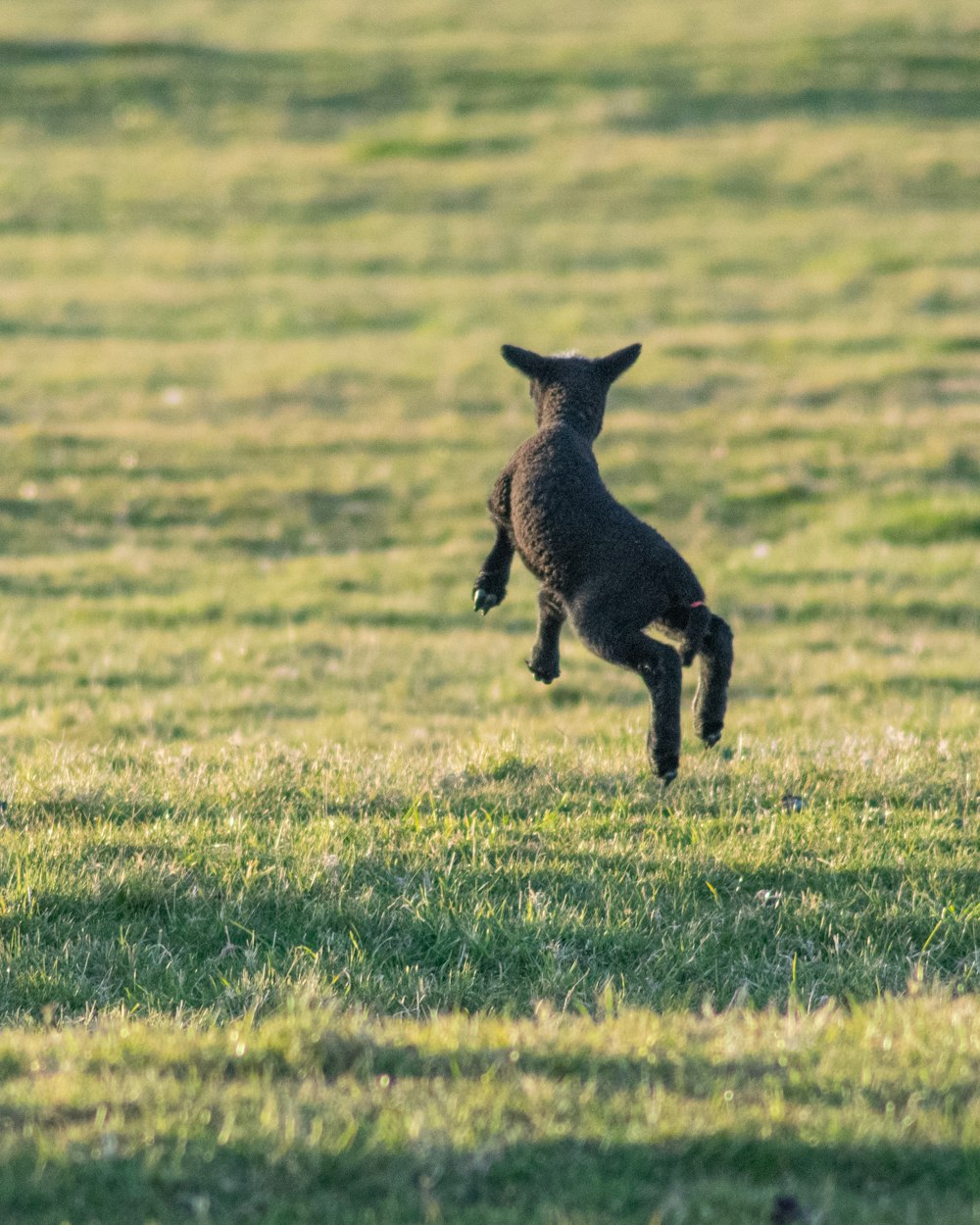 a baby lamb is jumping in the air