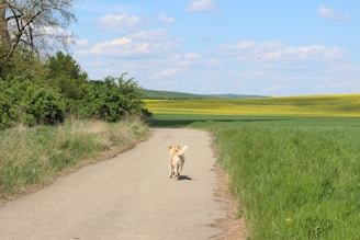Aloka, the peaceful pariah dog, walking alongside Buddhist monks on a bright day in an open field.