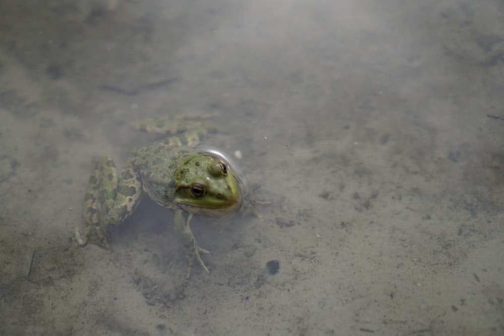 a frog that is sitting in some water