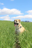 Happy dog running outdoors with a buffalo chew in its mouth under blue skies
