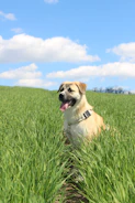 Happy dog running outdoors with a buffalo chew in its mouth under blue skies
