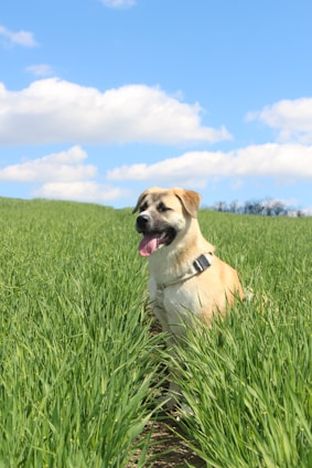 A happy dog playing in a lush green garden with white fences under a clear sky.