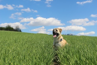 a dog sitting in a field of tall grass