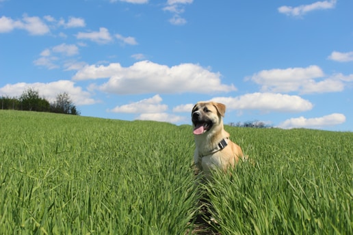 a dog sitting in a field of tall grass