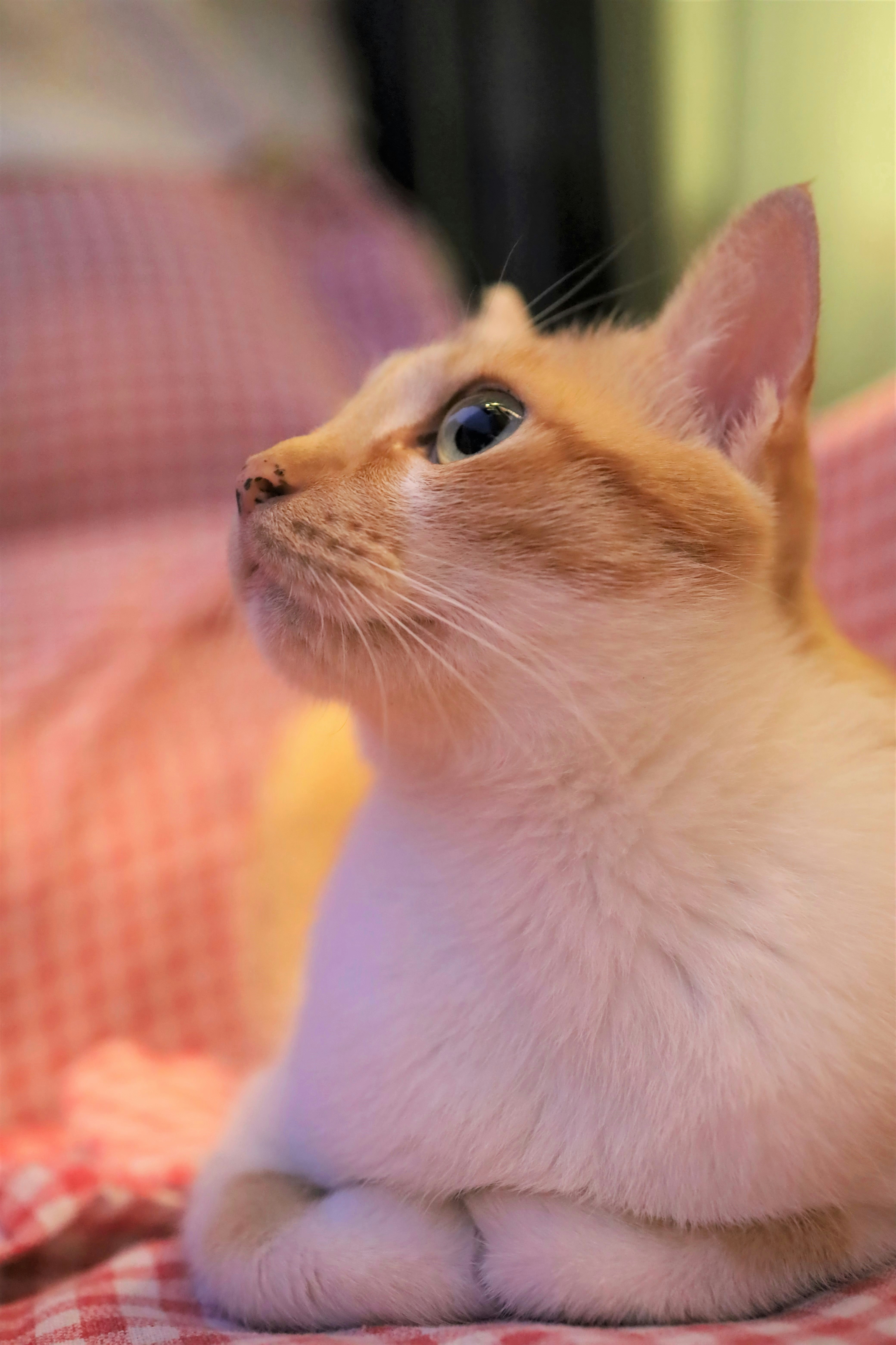 12 Most Popular Cat Breeds for Feline Lovers  