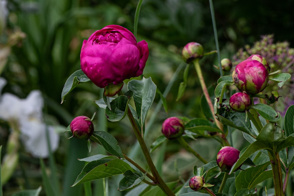 a close up of a pink flower on a plant