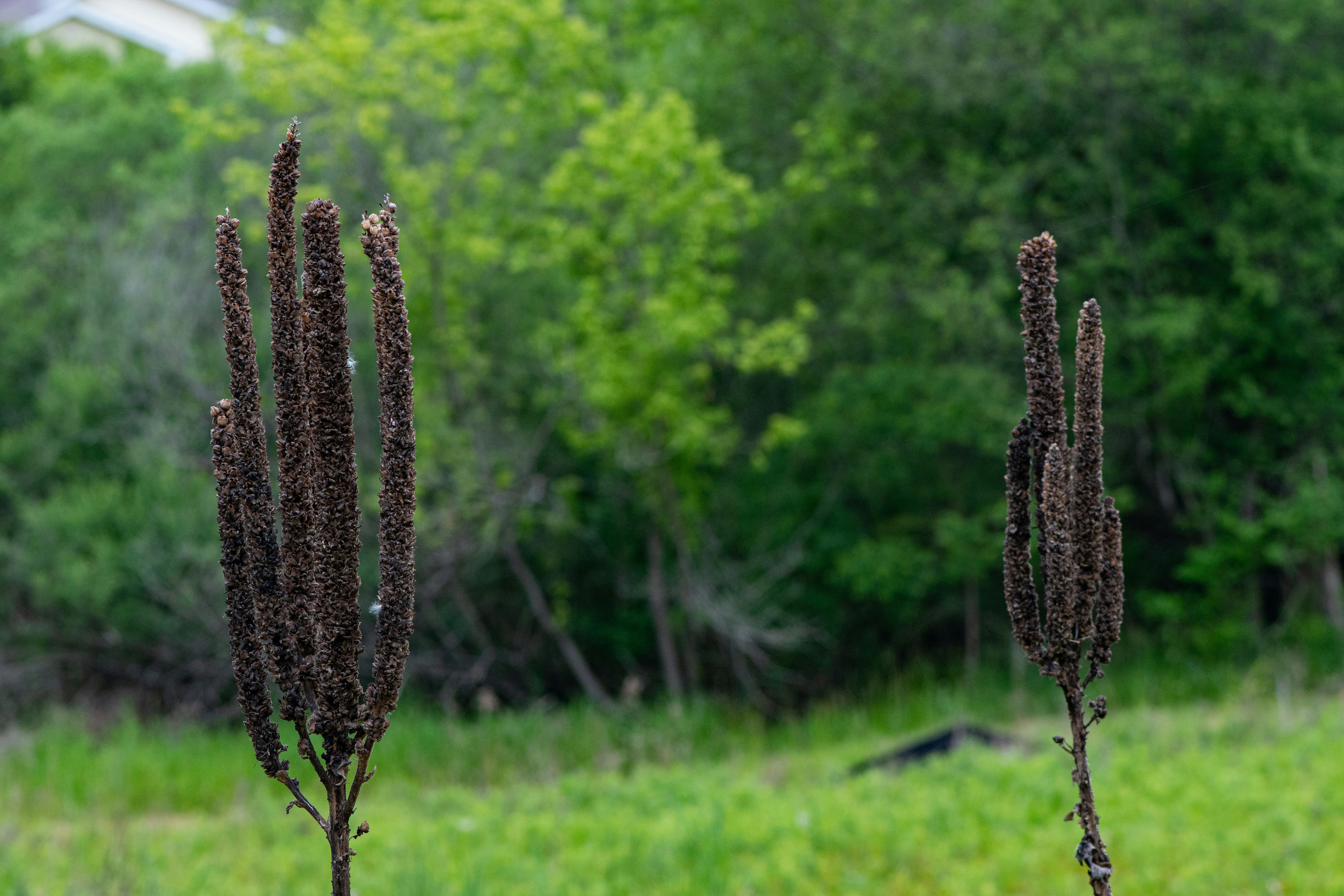 huile d'ankoro poutoulou