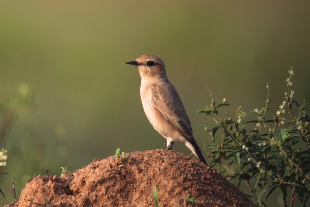 a small bird perched on top of a mound of dirt