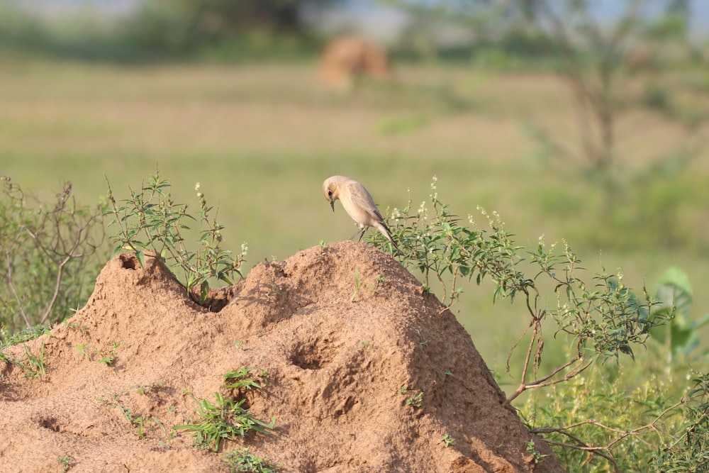 a small bird perched on top of a mound of dirt