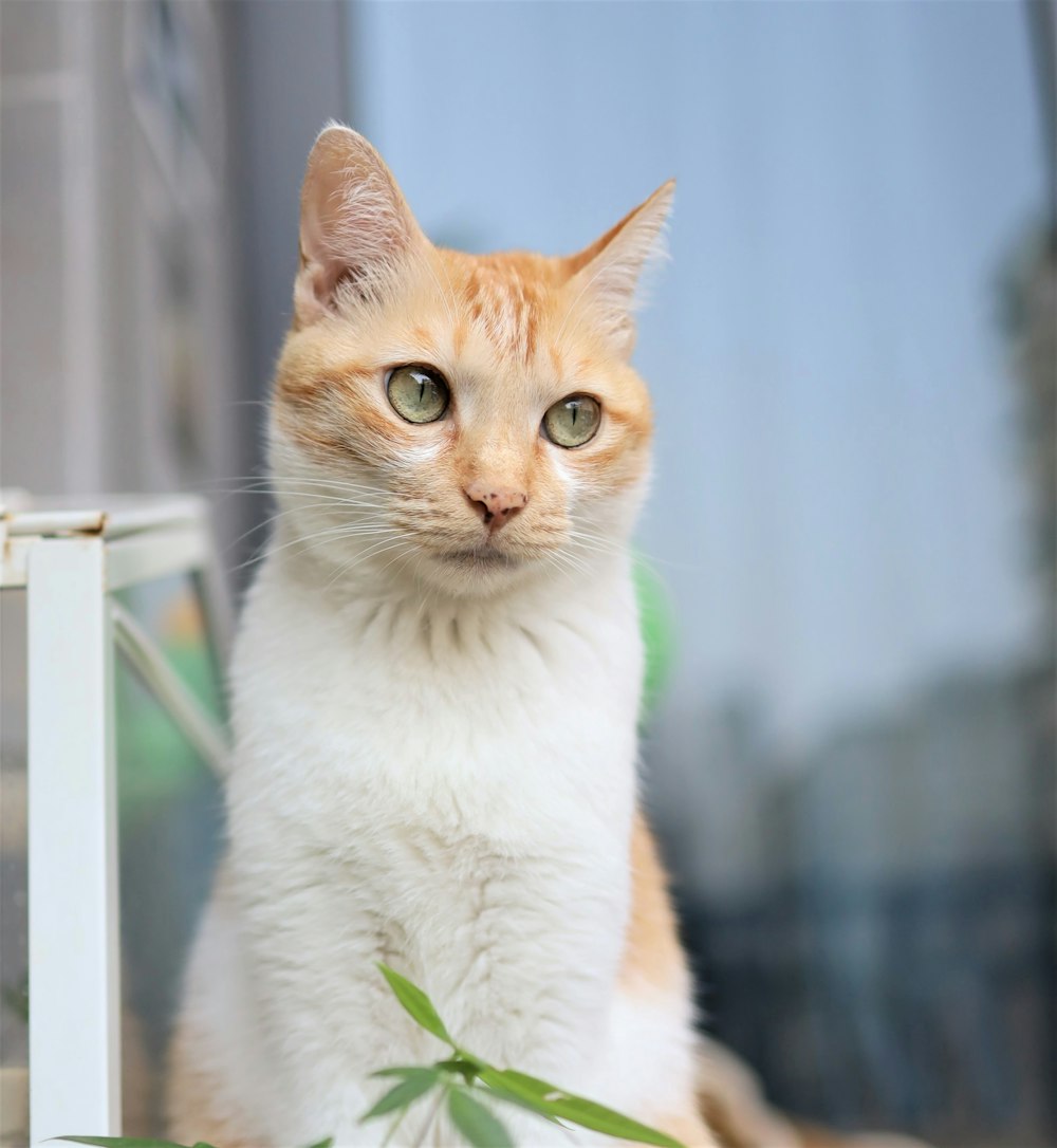 an orange and white cat sitting on a window sill