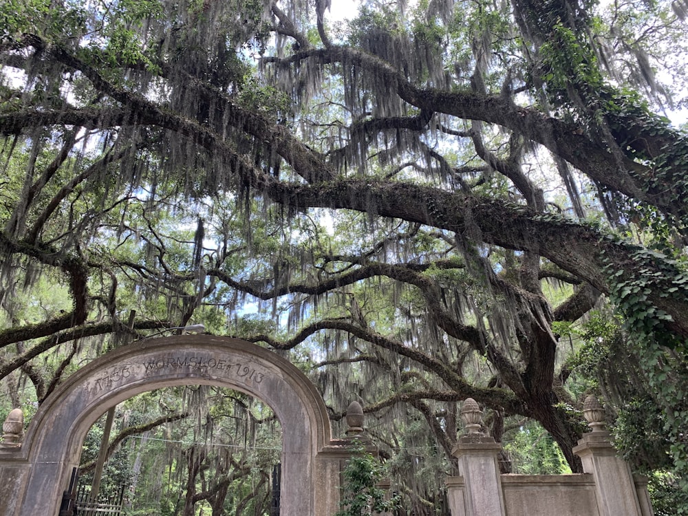 a large tree with moss hanging from it's branches