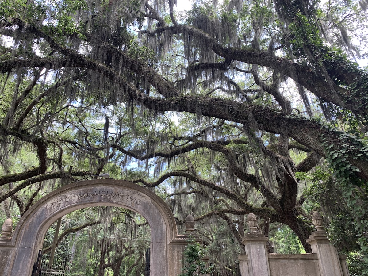 A Live Oak Draped In Spanish Moss In Historic Savannah, Georgia