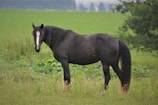 A beautiful Arabian horse in a lush green field.