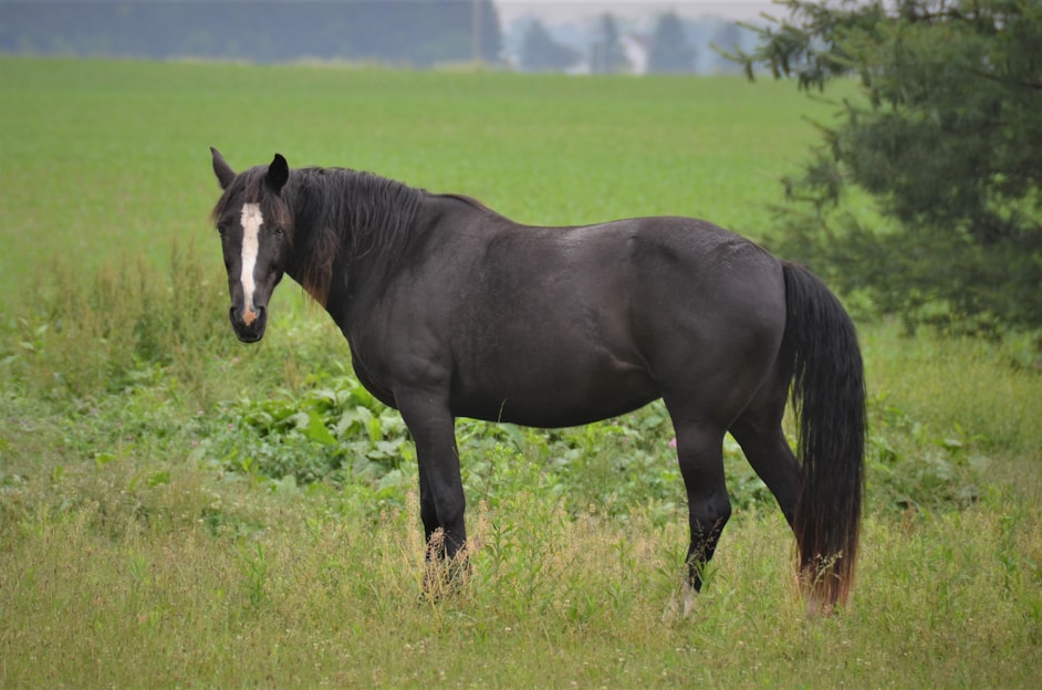 A beautiful Arabian horse standing in a lush green field.