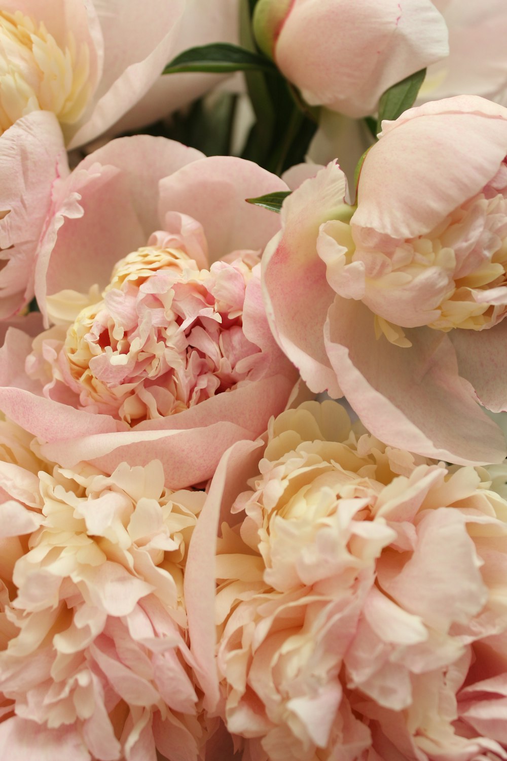 Rosas rosadas en flor durante el día