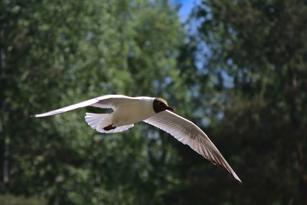 a white bird flying over a forest filled with trees