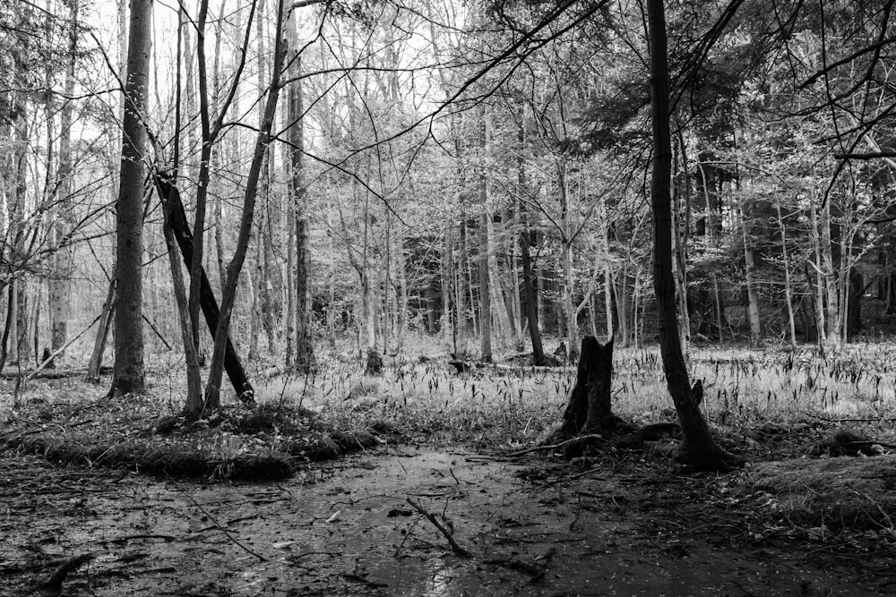 grayscale photo of trees and plants