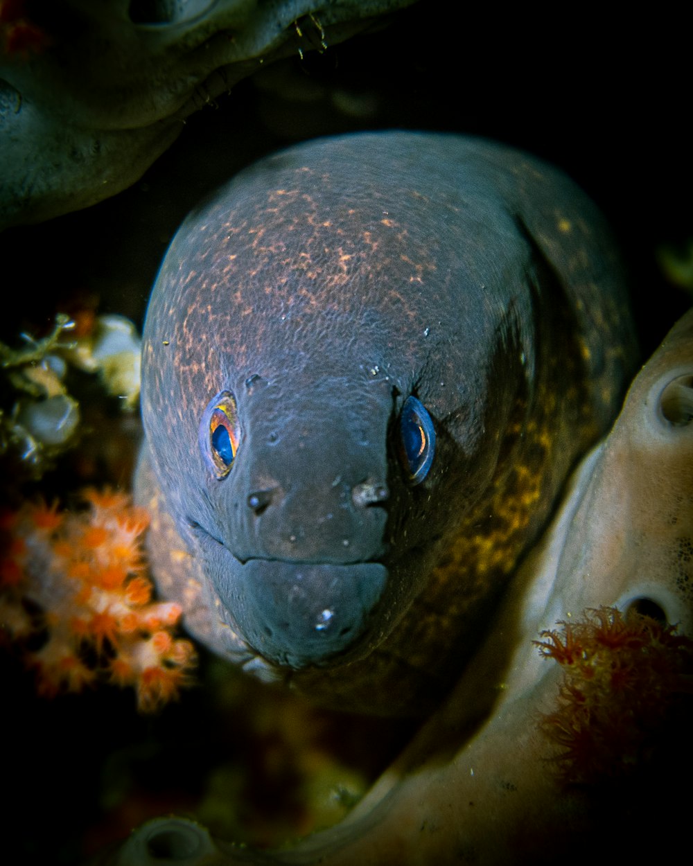 um close up de um peixe com olhos azuis