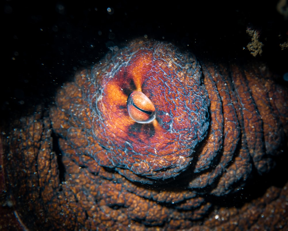 a close up of a red and blue sea anemone