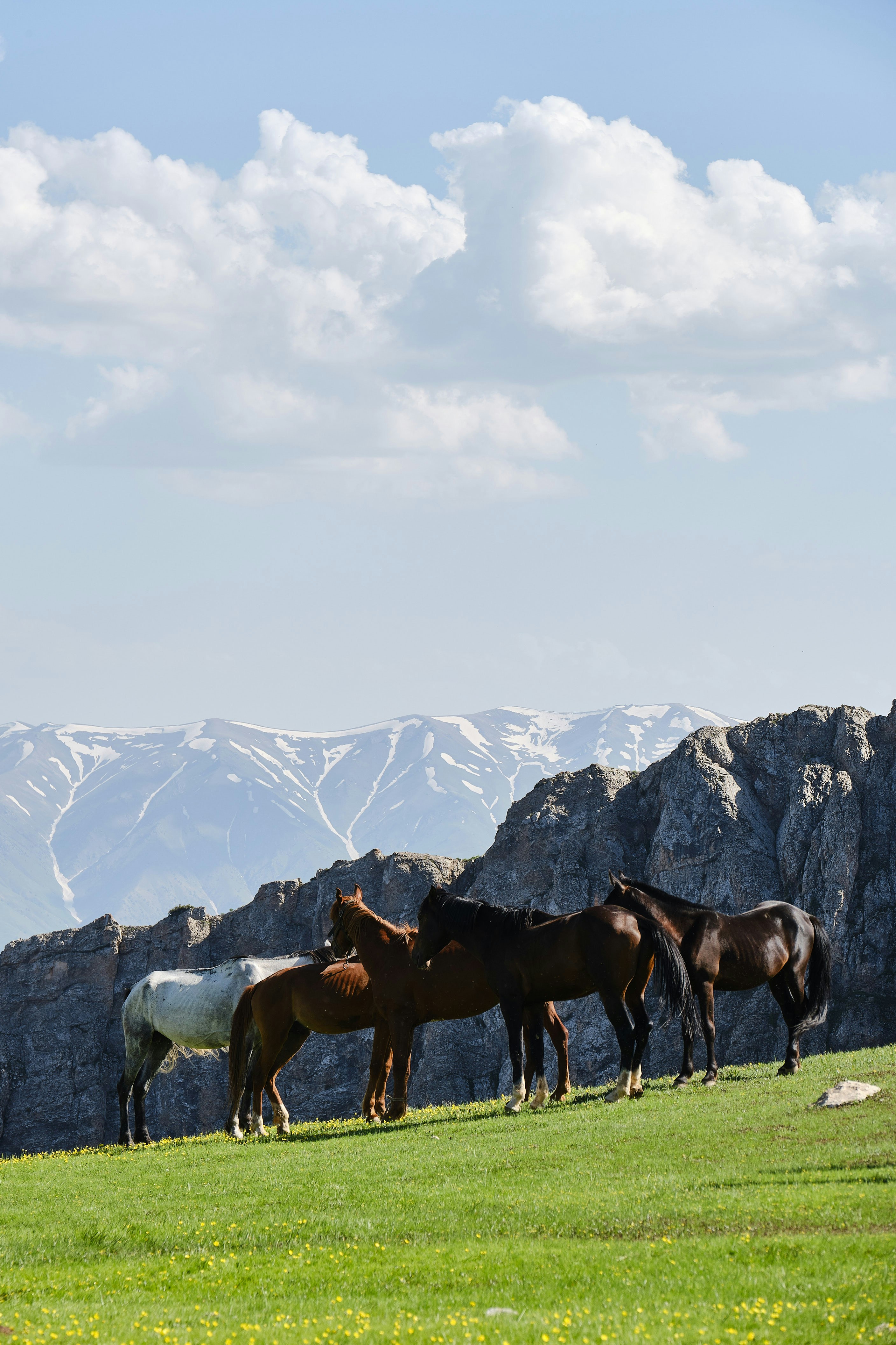 Eine Gruppe von Pferden steht auf einem üppigen grünen Feld
