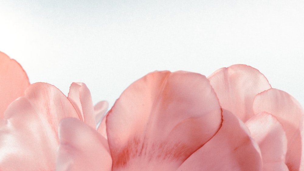 rosa Blume auf weißem Hintergrund