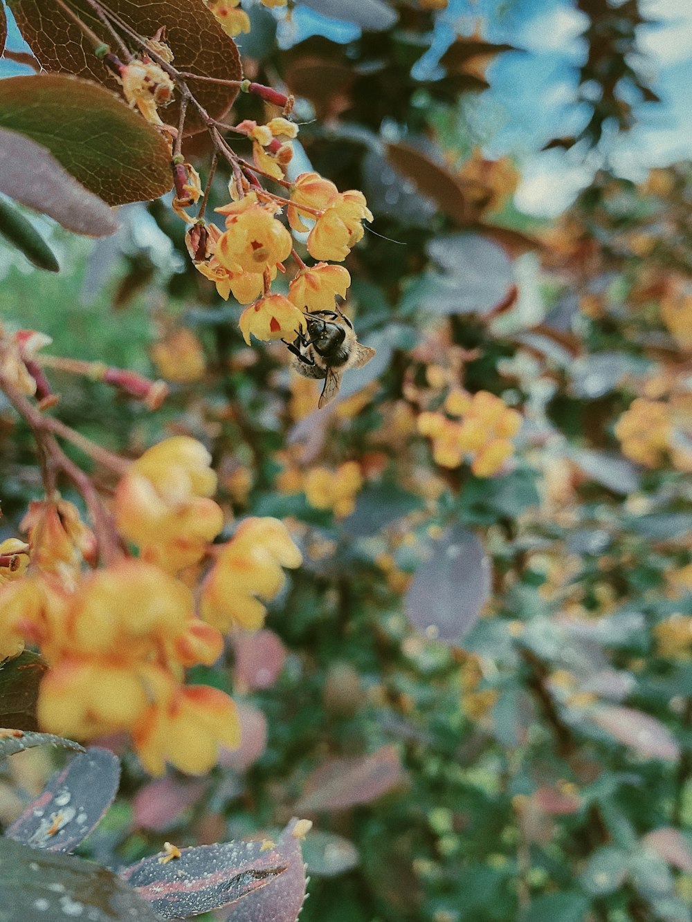 a bee is on a branch with yellow flowers