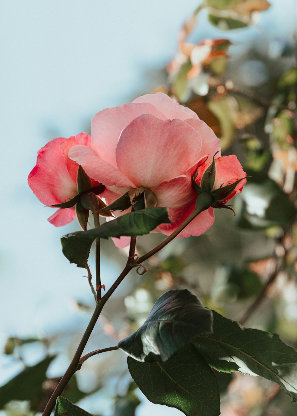 Rosa Rose blüht tagsüber