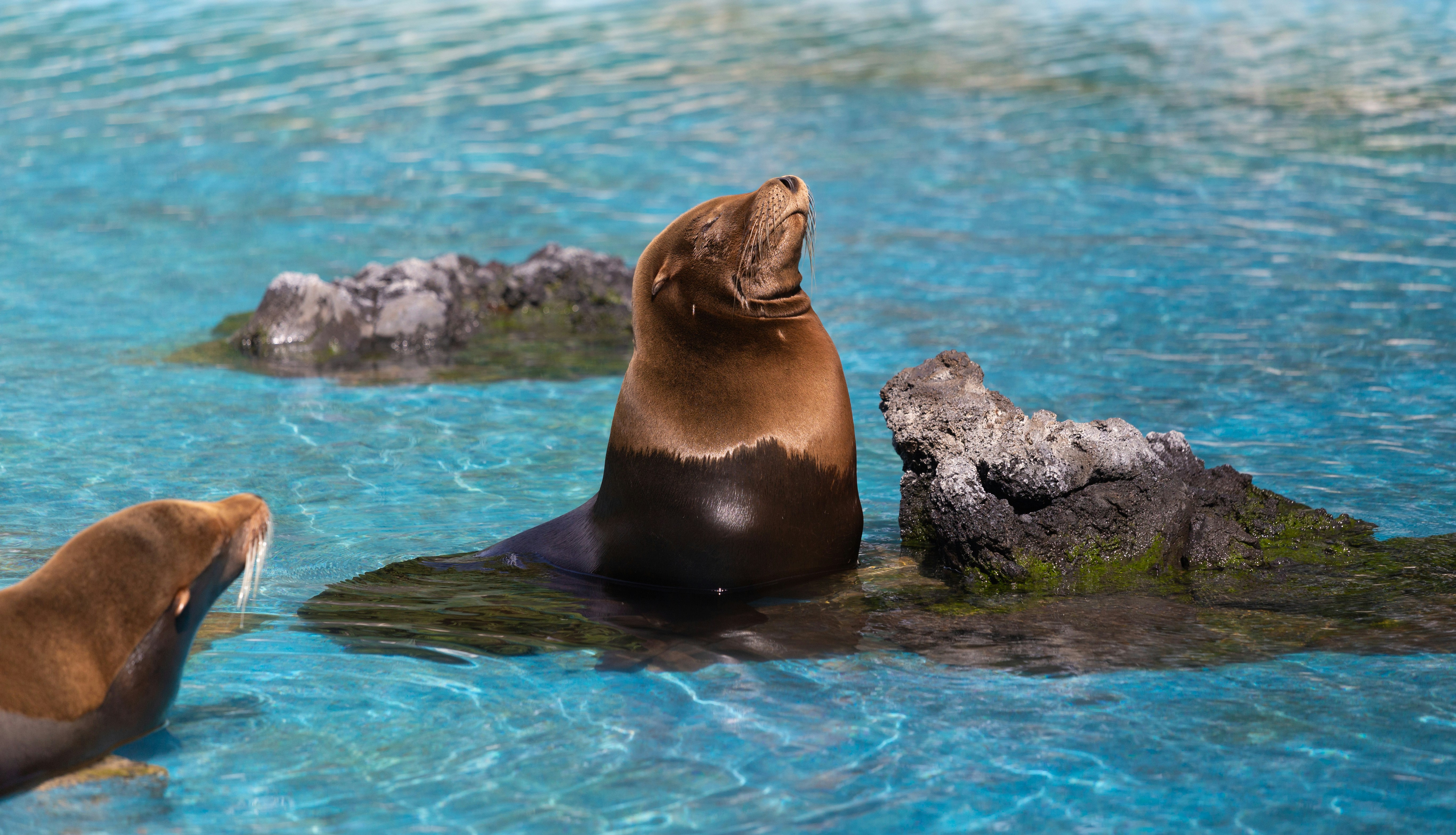 two sea lions sitting on rocks in a pool