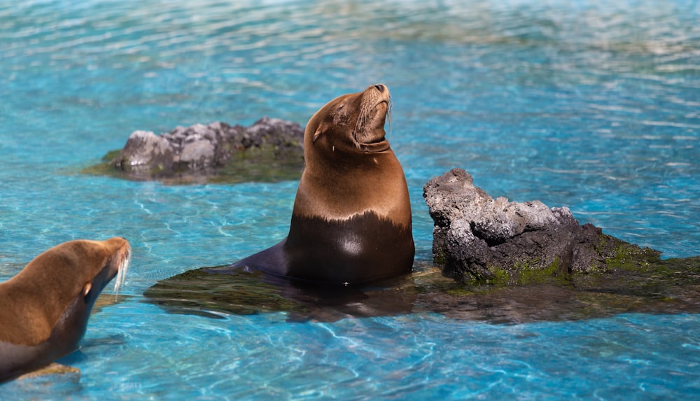 two sea lions sitting on rocks in a pool