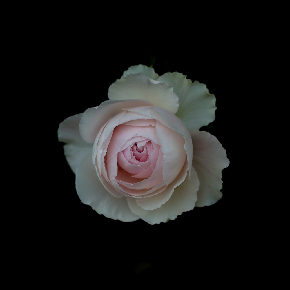 a single pink rose on a black background