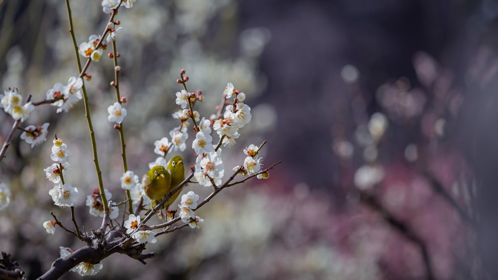 Ein kleiner Vogel sitzt auf einem Ast eines Baumes