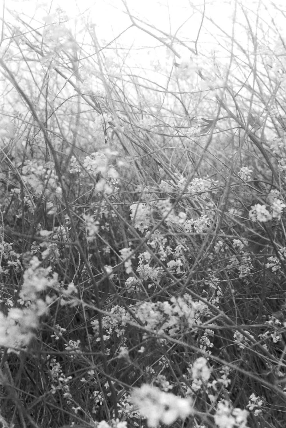 grayscale photo of flower during daytime