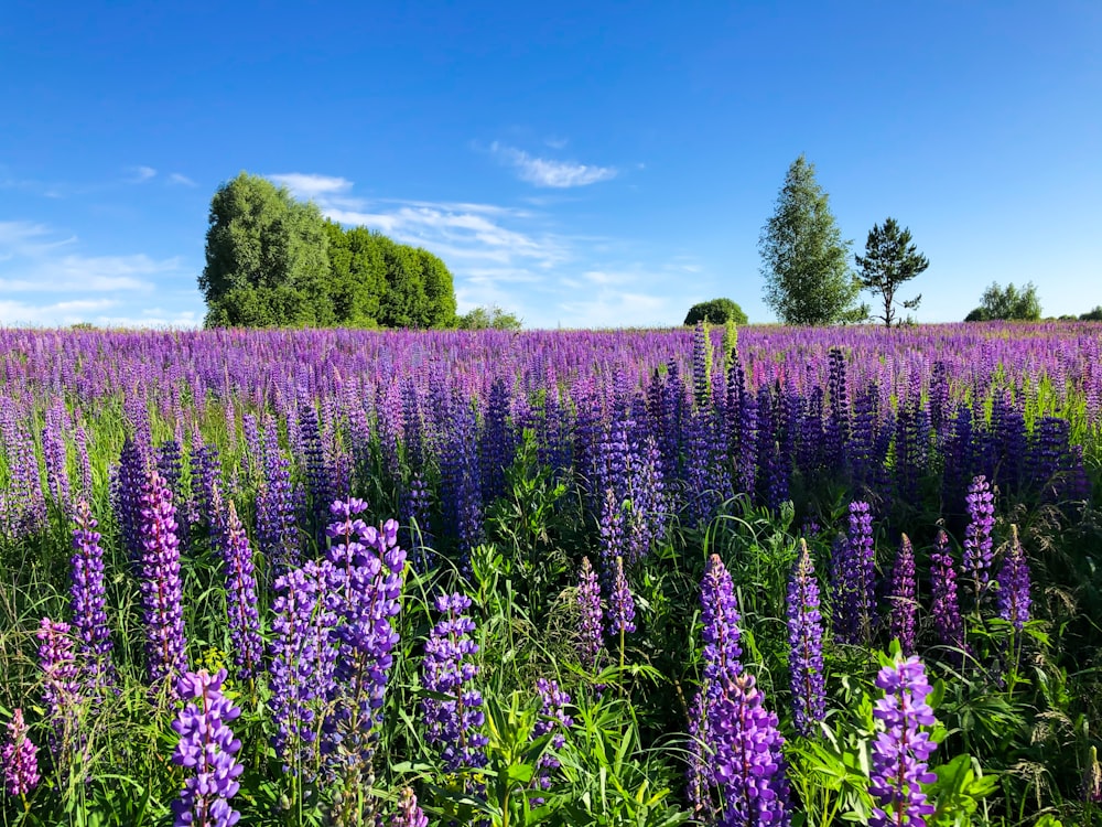 Un campo lleno de flores púrpuras bajo un cielo azul