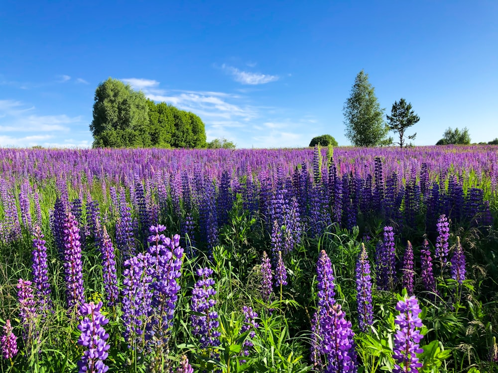 a field full of purple flowers under a blue sky