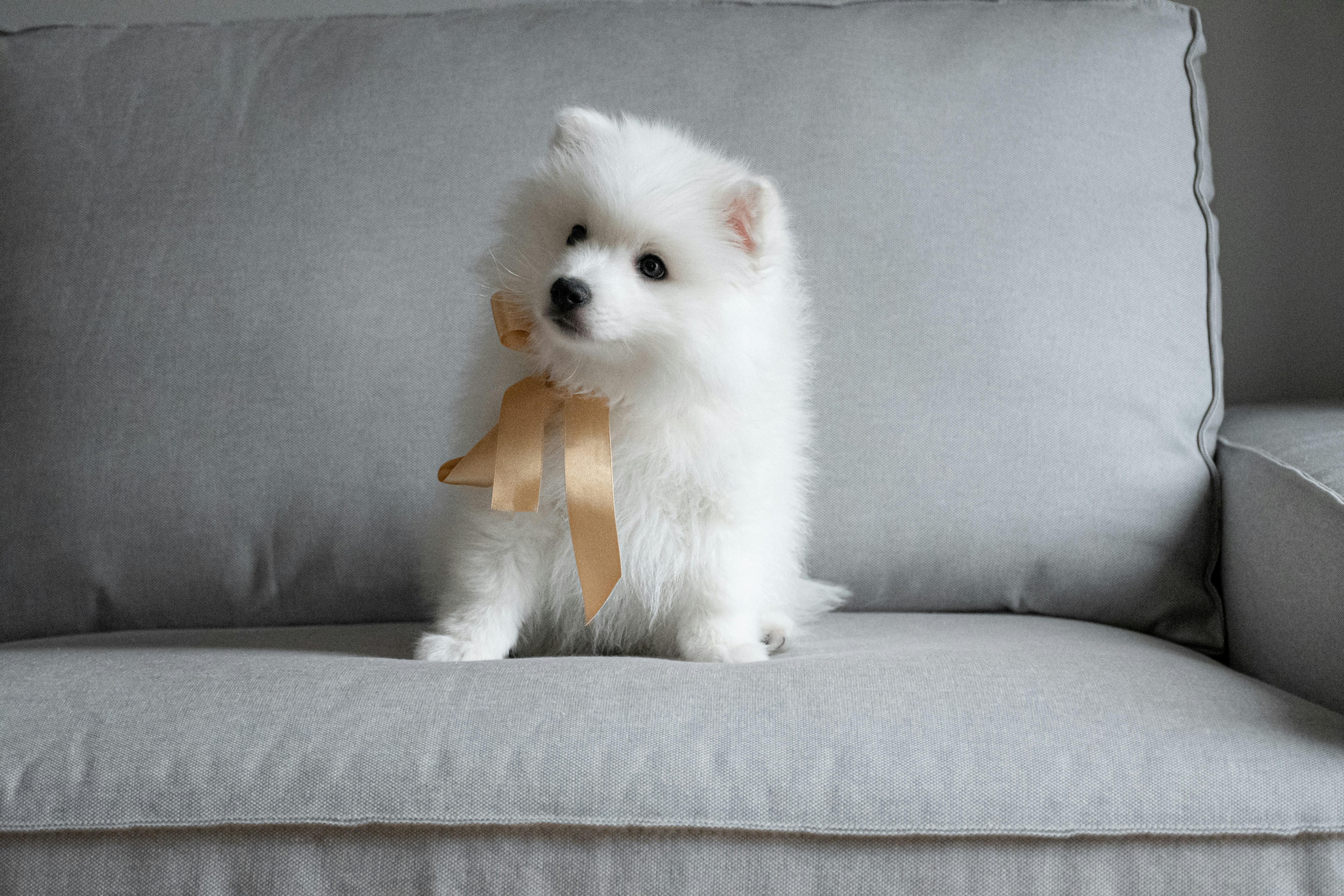 Japanese Spitz Pictures Download Free Images On Unsplash
