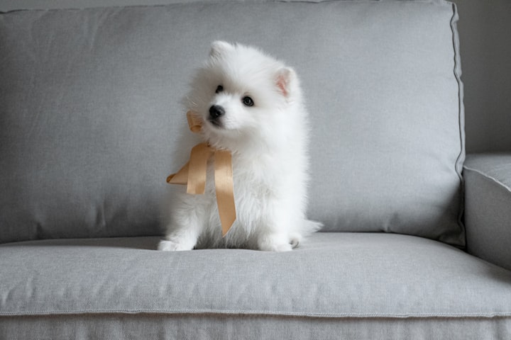 Snowy my Dream Dog