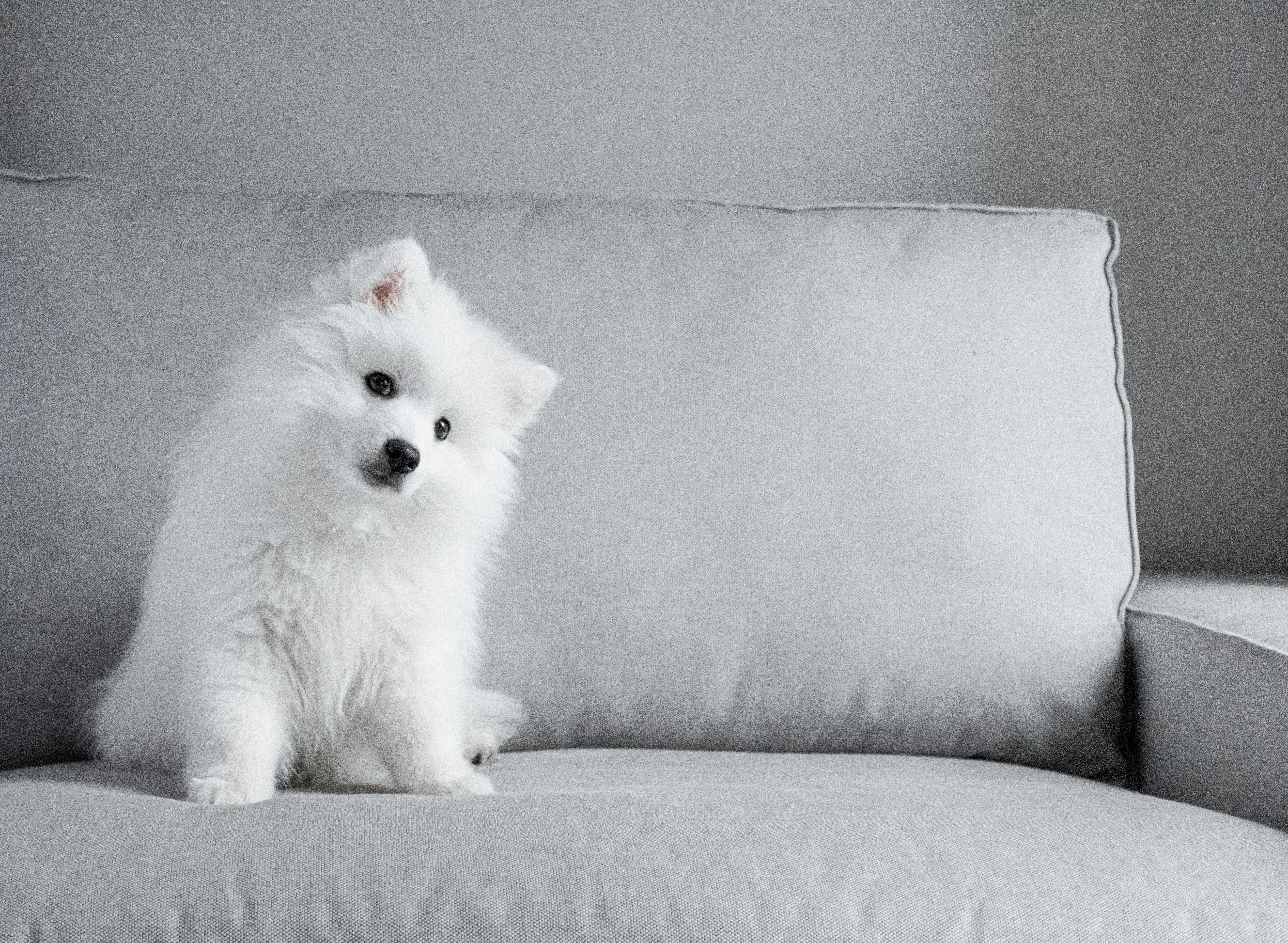 Japanese Spitz Pictures Download Free Images On Unsplash