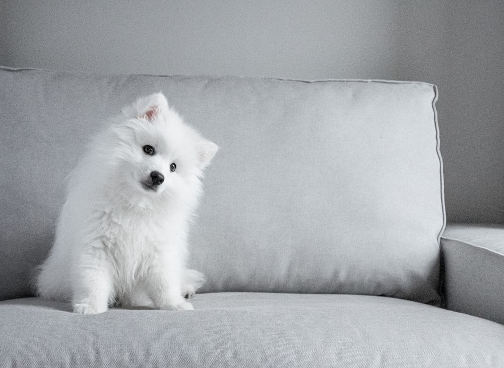 White Puppy Pictures Download Free Images On Unsplash