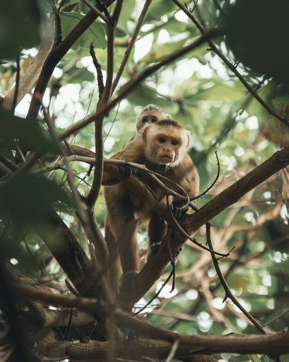 a monkey is sitting in a tree looking at the camera