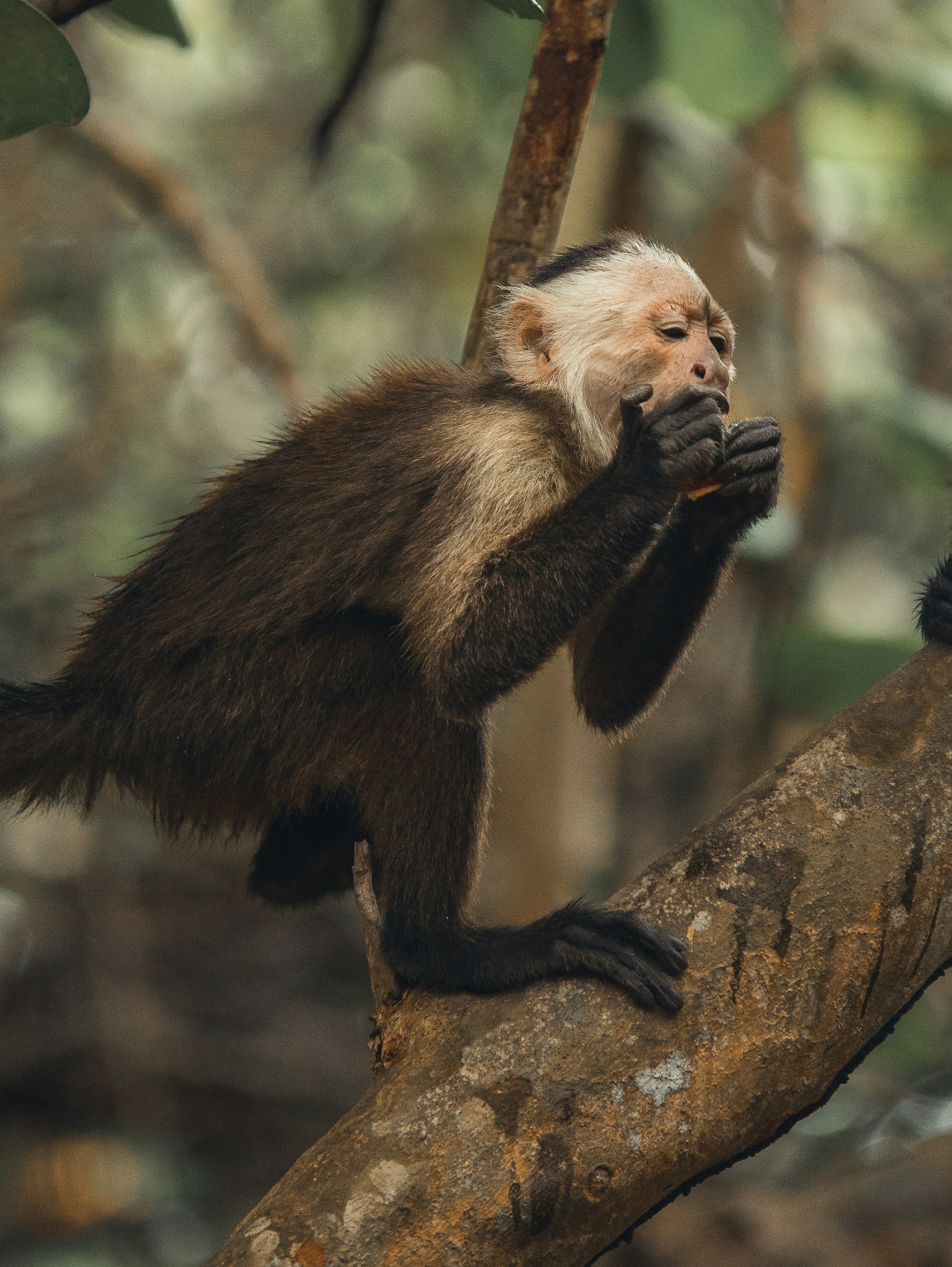 Daily Tasks These Monkeys Can Perform (image credits: unsplash)