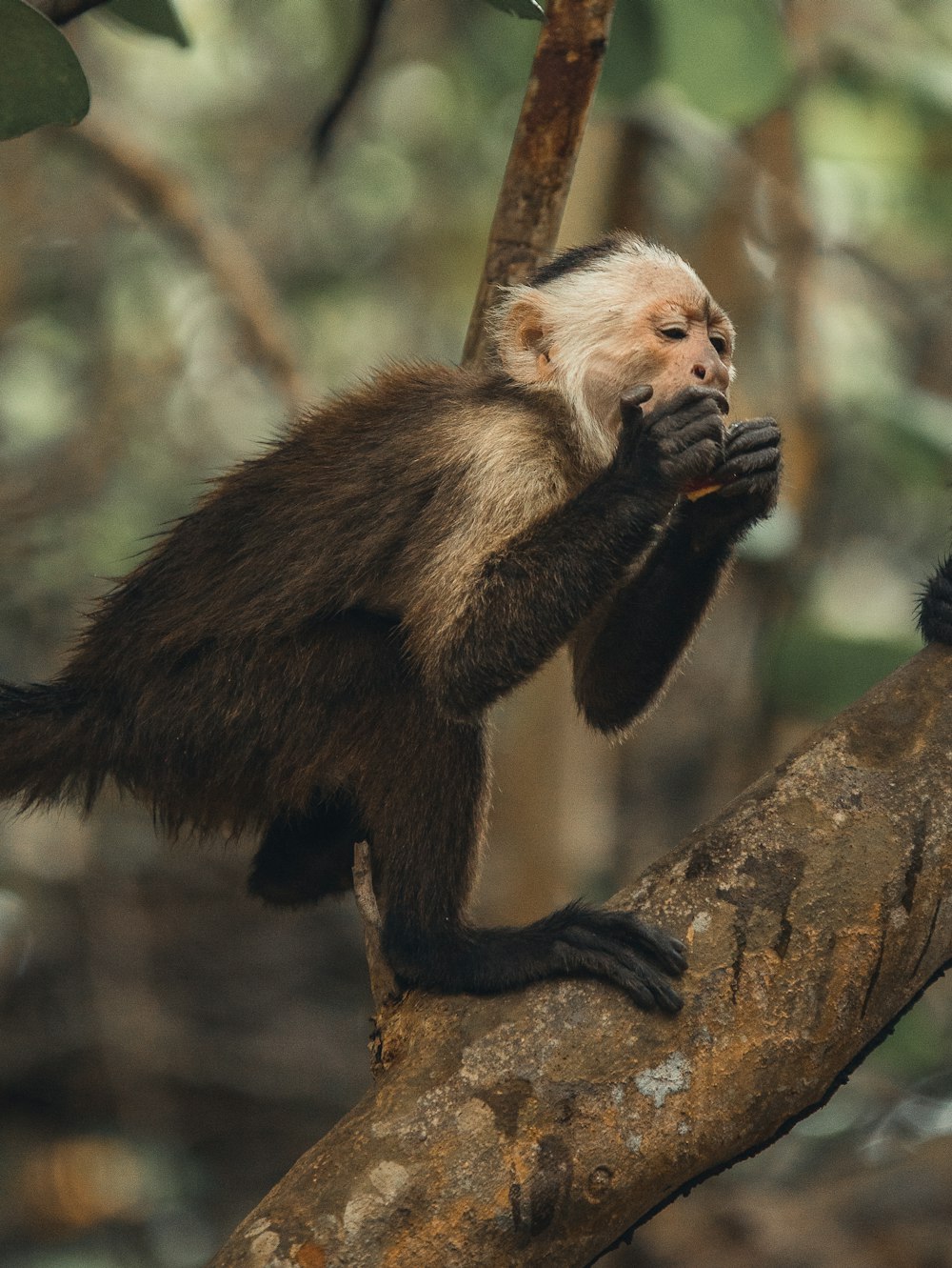 a monkey sitting on top of a tree branch